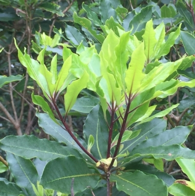 Pittosporum undulatum (sweet pittosporum) at Long Beach, NSW - 23 Jan 2022 by natureguy