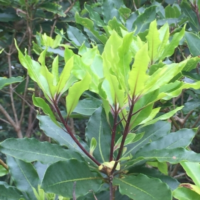 Pittosporum undulatum (Sweet Pittosporum) at Long Beach, NSW - 22 Jan 2022 by natureguy