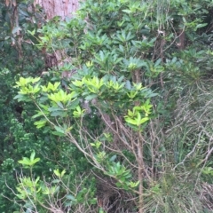 Pittosporum undulatum at Long Beach, NSW - 23 Jan 2022 10:56 AM