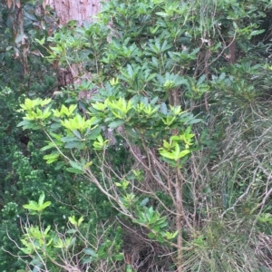 Pittosporum undulatum at Long Beach, NSW - 23 Jan 2022