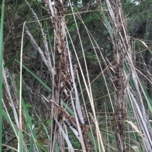 Gahnia sp. at Long Beach, NSW - 23 Jan 2022