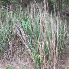 Gahnia sp. at Long Beach, NSW - 23 Jan 2022