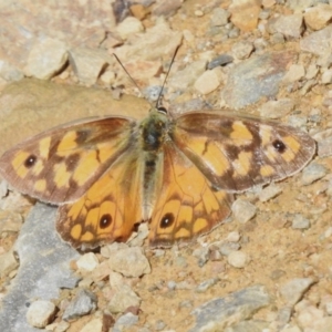 Heteronympha penelope at Bimberi, NSW - 14 Apr 2023 01:47 PM