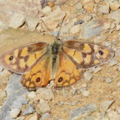 Heteronympha penelope (Shouldered Brown) at Bimberi, NSW - 14 Apr 2023 by JohnBundock