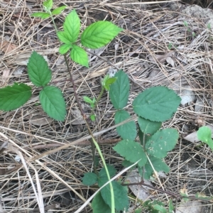 Rubus anglocandicans at Long Beach, NSW - 23 Jan 2022