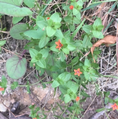 Lysimachia arvensis (Scarlet Pimpernel) at Long Beach, NSW - 23 Jan 2022 by natureguy