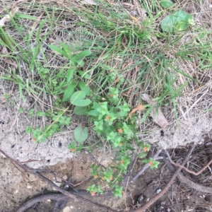 Lysimachia arvensis at Long Beach, NSW - 23 Jan 2022