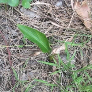 Zantedeschia aethiopica at Long Beach, NSW - 23 Jan 2022 10:57 AM