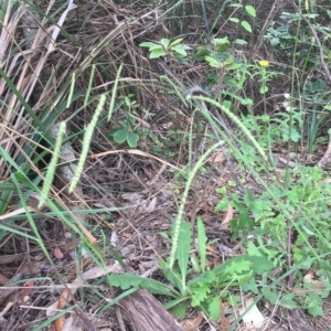Paspalum dilatatum at Long Beach, NSW - 23 Jan 2022 10:58 AM