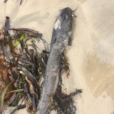 Cnidoglanis macrocephalus at Long Beach, NSW - 23 Jan 2022 by natureguy