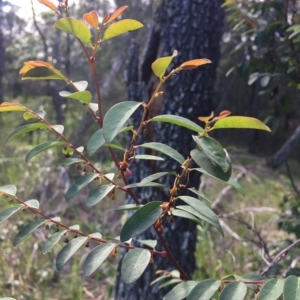 Breynia oblongifolia at Long Beach, NSW - 23 Jan 2022
