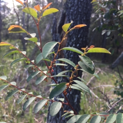 Breynia oblongifolia (Coffee Bush) at Long Beach, NSW - 23 Jan 2022 by natureguy