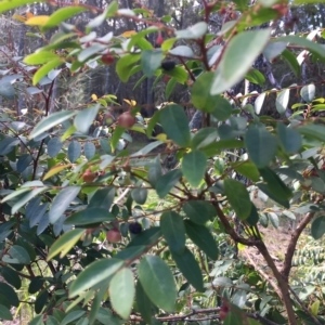 Breynia oblongifolia at Long Beach, NSW - 23 Jan 2022 05:08 PM