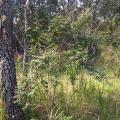 Breynia oblongifolia at Long Beach, NSW - 23 Jan 2022 05:08 PM