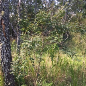 Breynia oblongifolia at Long Beach, NSW - 23 Jan 2022