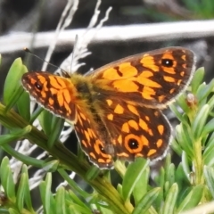 Oreixenica orichora (Spotted Alpine Xenica) at Cotter River, ACT - 14 Apr 2023 by JohnBundock