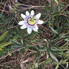 Passiflora caerulea (Blue Passionflower) at Wamboin, NSW - 15 Apr 2022 by natureguy