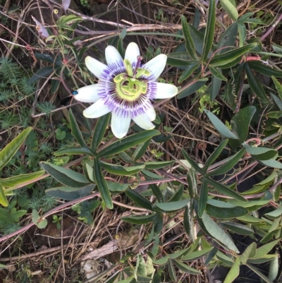 Passiflora caerulea (Blue Passionflower) at QPRC LGA - 15 Apr 2022 by natureguy