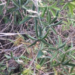 Passiflora caerulea at Wamboin, NSW - 15 Apr 2022 12:40 PM