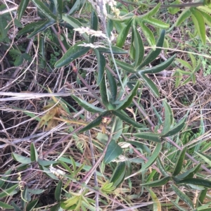 Passiflora caerulea at Wamboin, NSW - 15 Apr 2022 12:40 PM