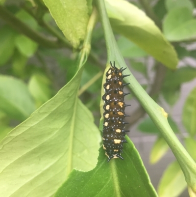 Papilio anactus (Dainty Swallowtail) at QPRC LGA - 25 Apr 2022 by natureguy