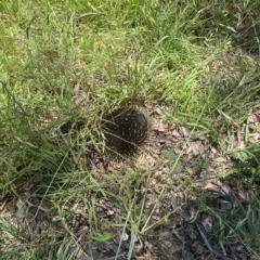 Tachyglossus aculeatus (Short-beaked Echidna) at Jerrabomberra Wetlands - 18 Nov 2022 by natureguy