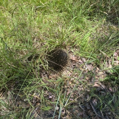 Tachyglossus aculeatus (Short-beaked Echidna) at Fyshwick, ACT - 18 Nov 2022 by natureguy