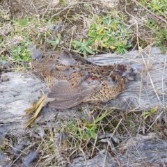Synoicus ypsilophorus (Brown Quail) at Tralee, NSW - 15 Apr 2023 by RomanSoroka