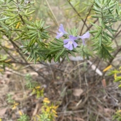Westringia fruticosa (Native Rosemary) at Wamboin, NSW - 1 Apr 2023 by natureguy