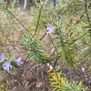 Westringia fruticosa at Wamboin, NSW - 1 Apr 2023