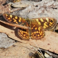 Oreixenica correae (Orange Alpine Xenica) at Namadgi National Park - 14 Apr 2023 by JohnBundock