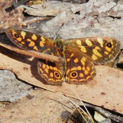 Oreixenica correae (Orange Alpine Xenica) at Cotter River, ACT - 14 Apr 2023 by JohnBundock