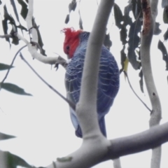 Callocephalon fimbriatum (Gang-gang Cockatoo) at Paddys River, ACT - 15 Apr 2023 by JohnBundock