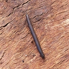 Unverified Millipede (Diplopoda) at Hallett Cove, SA - 16 Apr 2023 by trevorpreston
