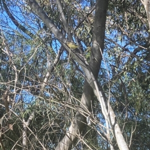 Acanthiza nana at Wamboin, NSW - 10 Mar 2023