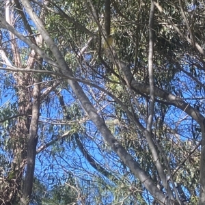 Acanthiza nana at Wamboin, NSW - 10 Mar 2023