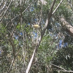 Acanthiza nana at Wamboin, NSW - 10 Mar 2023