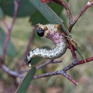 Perginae sp. (subfamily) at Cotter River, ACT - 15 Apr 2023 03:27 PM