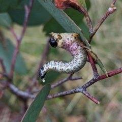 Perginae sp. (subfamily) at Cotter River, ACT - 15 Apr 2023 03:27 PM