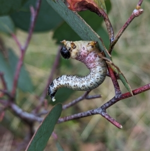 Perginae sp. (subfamily) at Cotter River, ACT - 15 Apr 2023 03:27 PM