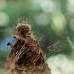 Cebysa leucotelus at Cook, ACT - suppressed