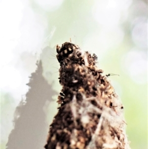 Cebysa leucotelus at Cook, ACT - suppressed