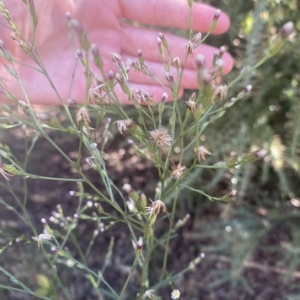 Symphyotrichum subulatum at Wamboin, NSW - 10 Mar 2023