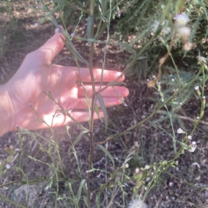 Symphyotrichum subulatum at Wamboin, NSW - 10 Mar 2023 04:31 PM