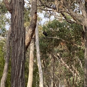 Ardea pacifica at Wamboin, NSW - 26 Mar 2023