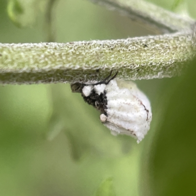 Icerya sp. (genus) (Cottony cushion scale) at Greenleigh, NSW - 16 Apr 2023 by Hejor1