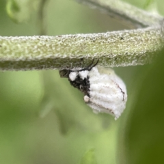 Icerya sp. (genus) (Cottony cushion scale) at QPRC LGA - 16 Apr 2023 by Hejor1