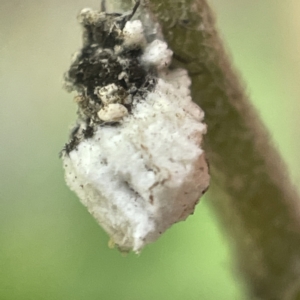 Icerya sp. (genus) at Greenleigh, NSW - 16 Apr 2023