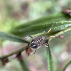 Poecilometis strigatus (Gum Tree Shield Bug) at QPRC LGA - 16 Apr 2023 by Hejor1