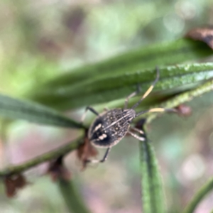 Poecilometis strigatus at Greenleigh, NSW - 16 Apr 2023